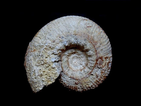 Spiticeras spitiense