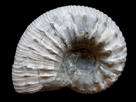 Liparoceras cheltiense