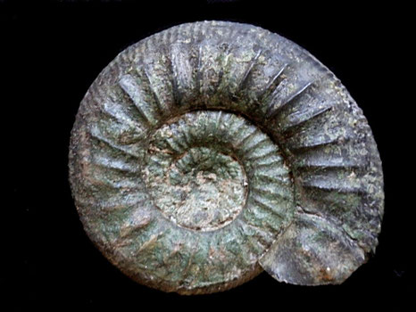 Orthosphinctes desmoides