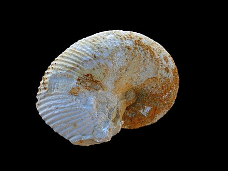Phyllopachyceras winkleri