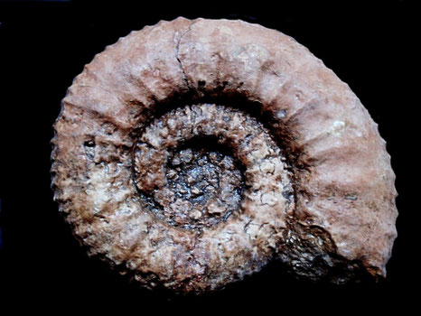 Protacanthodiscus coronatus