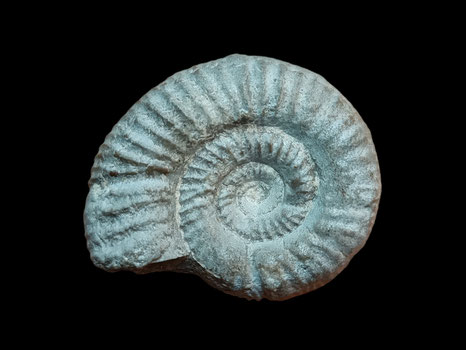 Perisphinctes (Otosphinctes) spathi