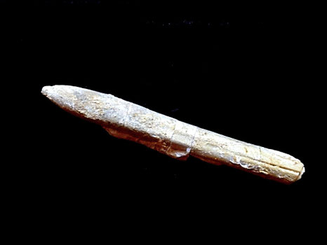 Hibolites hastatus