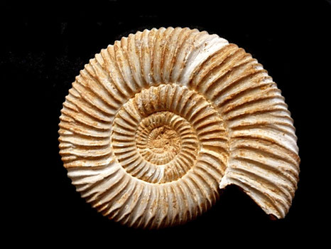 Periphinctes (Dichotomosphinctes) besairiei