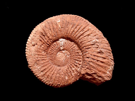 Berriasella callisto