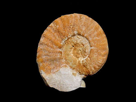 Oosterella vilanovae