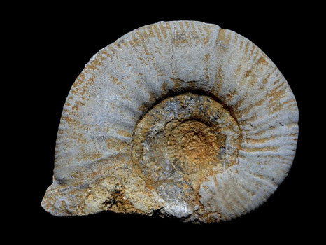 Indosphinctes choffati