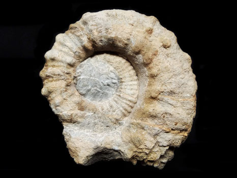 Gassendiceras alpinum