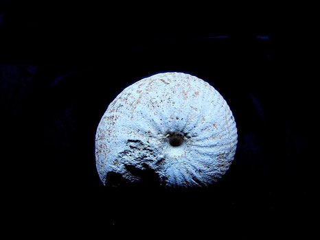 Frogdenites extensus