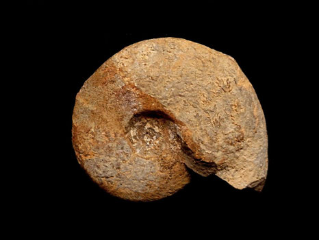 Barremites difficilis