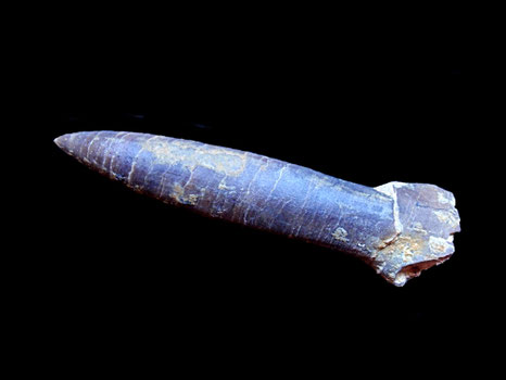 Passaloteuthis sp