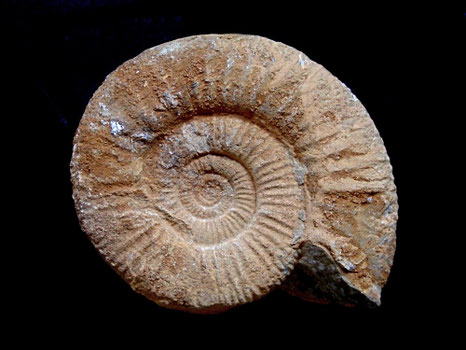Perisphinctes sp