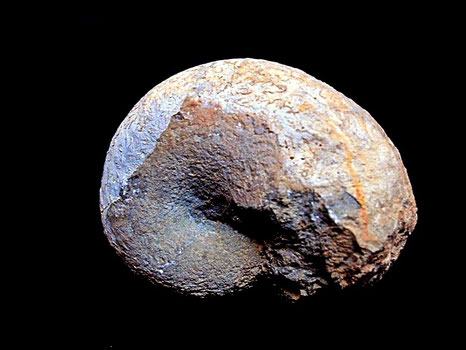 Phyllopachyceras eichwaldi