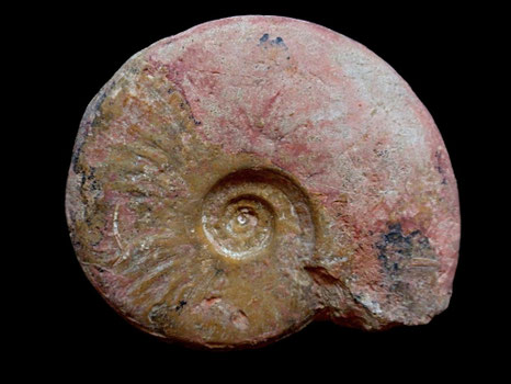 Leioceras comptum