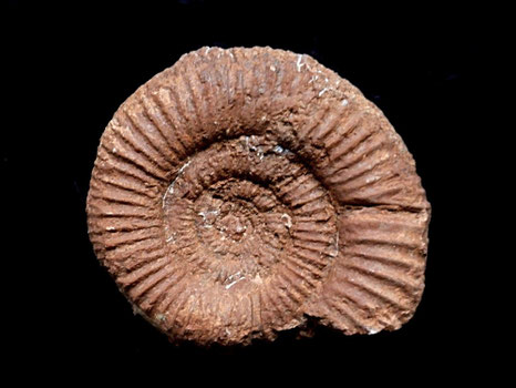 Perisphinctes (Orthosphinctes) birmensdorfensis
