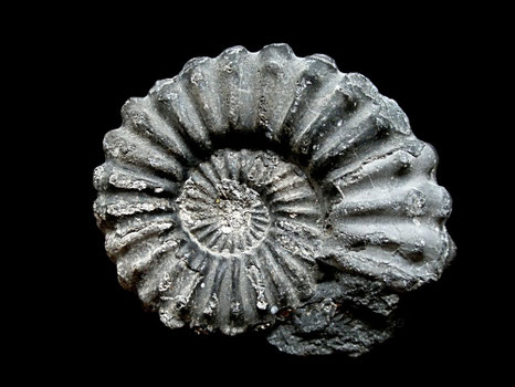 Lyelliceras lyelli