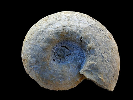 Orthaspidoceras lallierianum