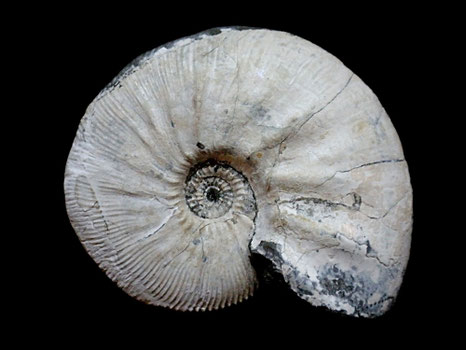 Kosmoceras (Zugokosmoceras) jason