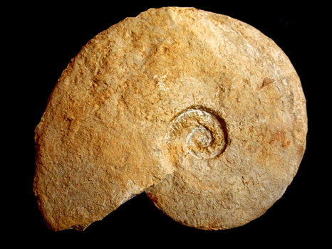 Beudanticeras beudanti