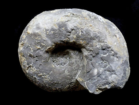 Physodoceras insulanum
