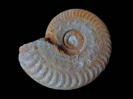 Hecticoceras (Brightia) sp