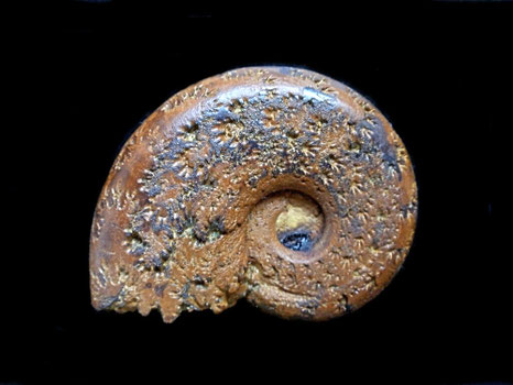 Neolissoceras grasianum