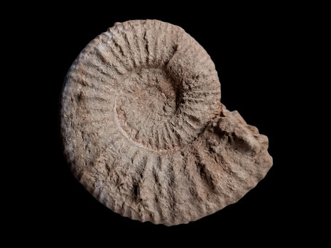 Malbosiceras malbosi