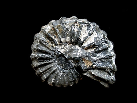 Prolyelliceras proscurvatum