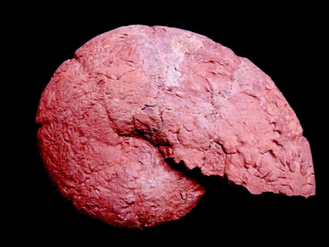 Holcophylloceras mediterraneum