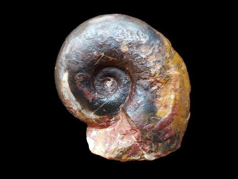 Lissoceras voultense