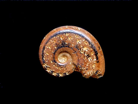 Neolissoceras grassianum