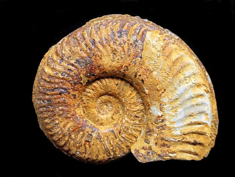 Pseudogrammoceras bingmanni