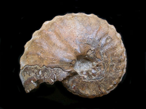 Barroisiceras onilahyense