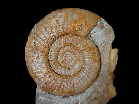 Homoeoplanulites homoeomorphus