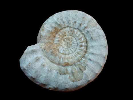 Acanthopleuroceras valdani