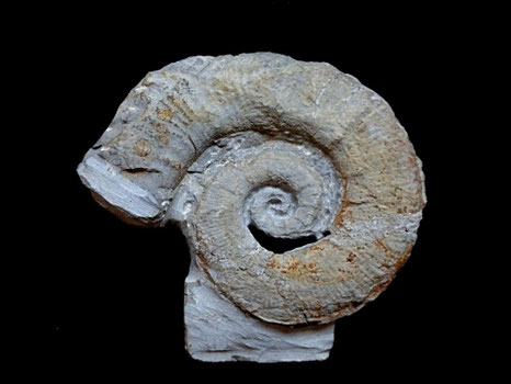 Crioceratites nolani