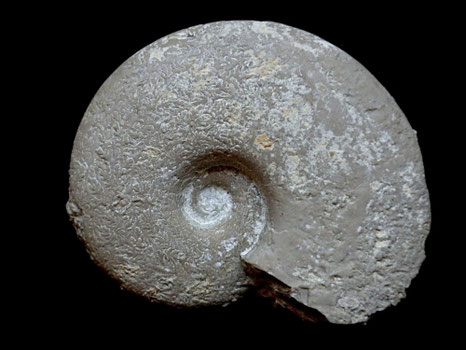 Lissoceratoides erato