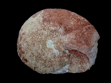 Calliphylloceras frechi