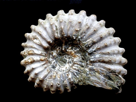 Douvilleiceras mammillatum