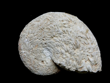 Phylloceras saxonicum