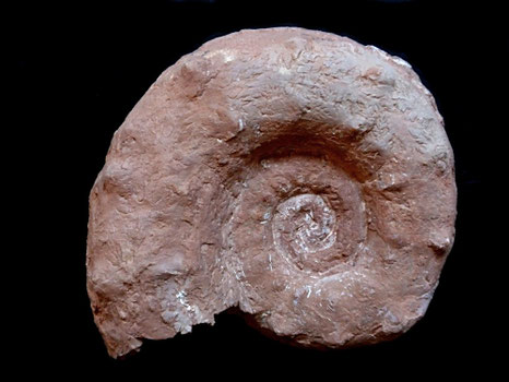 Euaspidoceras paucituberculatum