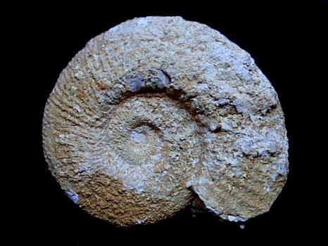 Berriasella (Hegaratella) paramacilenta