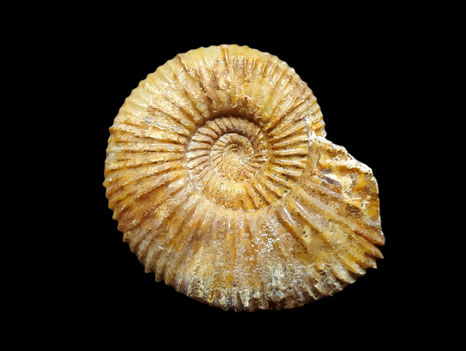 Garantiana garantiana