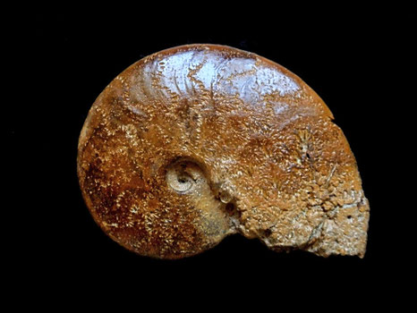Aconeceras sp