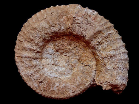 Retowskiceras andrussowi