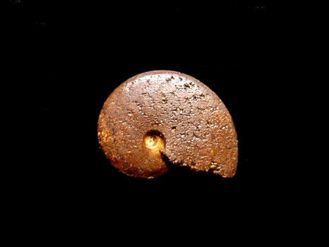 Aconeceras nisus