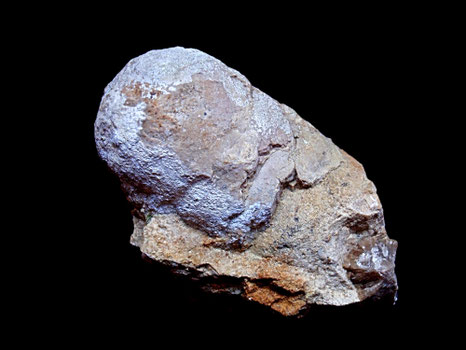 Atractites sp