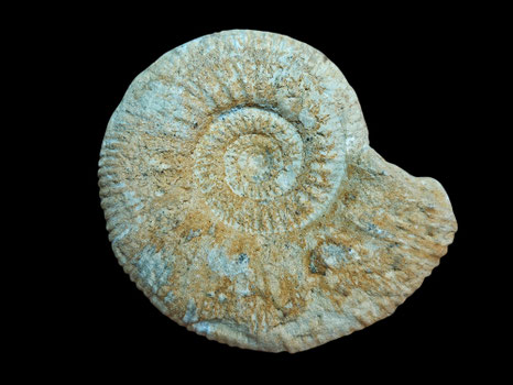 Perisphinctes aurigerus