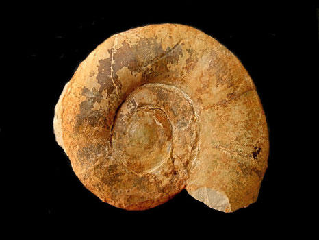 Lytoceras subfimbriatum