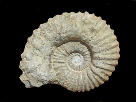 Procheloniceras sp
